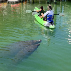 Book A Tour or Self-Guided Kayak - Sea Life Kayak