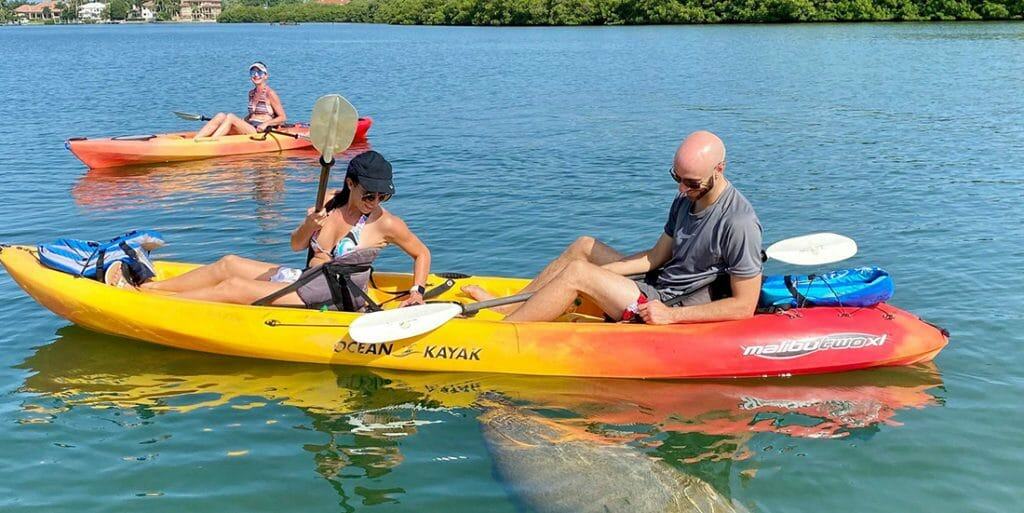 Sarasota Kayak with manatees in sarasota