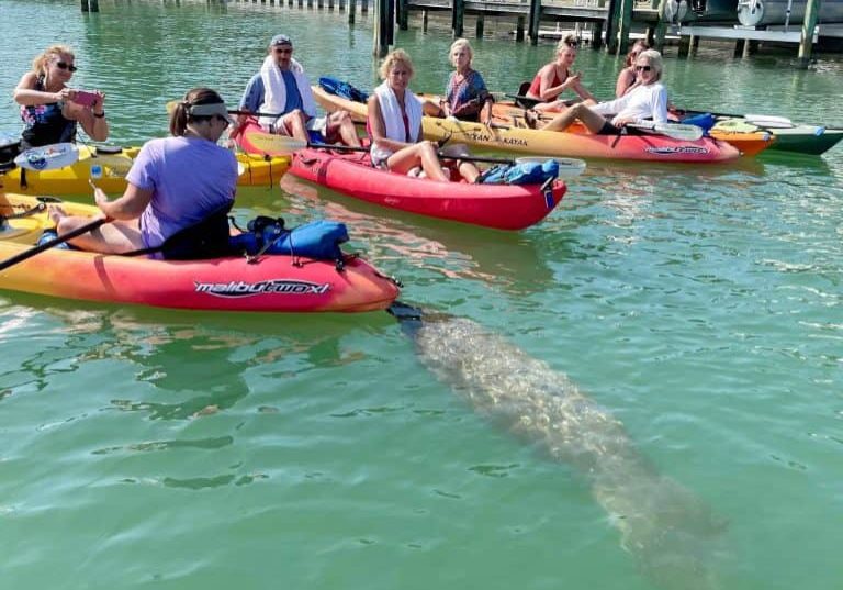 Sarasota Kayak Explore Wildlife Across The Region